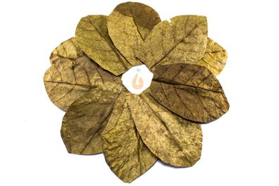 10x Seemandelbaumblätter / Seemandelbaum Blätter 10-15cm | Aquarium Laub Blatt