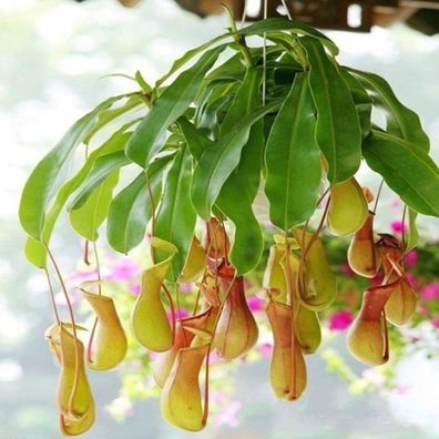 600 Ysop-Samen Hohe Keimrate Leicht Zu Wachsen Einfach Zu Handhaben Garten Balko