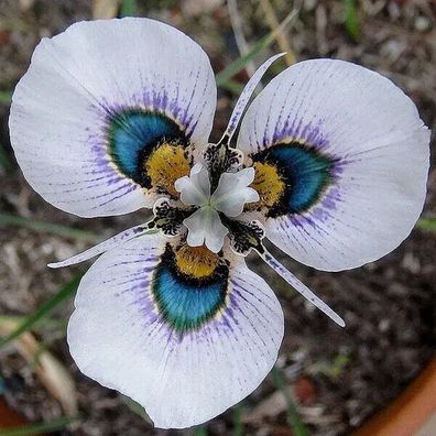 Blaue Augen Moraea Samen Moraea Iridioides Blumensamen 40 Samen Chinesische Eig