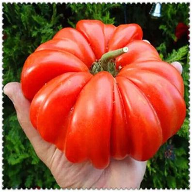 100 STÜCKE Riesen Tomatenpflanzen Samen Organische Erbstück Pflanzen Gemüse Same