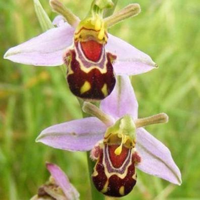 100 Stück Kostbare Bienen-Orchideen Samen Hohe Keimrate Leicht Zu Wachsen Einfac