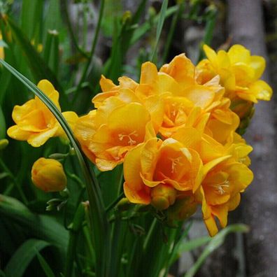 Egrow 100Pcs / Pack Yellow Freesia Blumensamen Staude Orchideengarten Home Bonsa