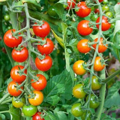 Sweetie Tomatensamen FÜR CA. 15 Pflanzen