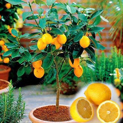 20 Teile / Paket Essbare Gelbe Zitronensäure Zitrusfrucht Bonsai Hausgarten fris