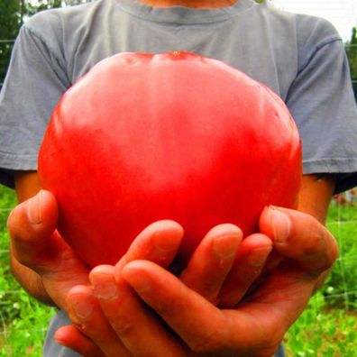 100 Teile / paket Riesentomate Samen Organische Frucht Rote Erdbeer Tomate Bonsa