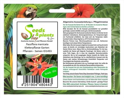 10x Passiflora manicata Kletterpflanze Garten Pflanzen - Samen ID1493