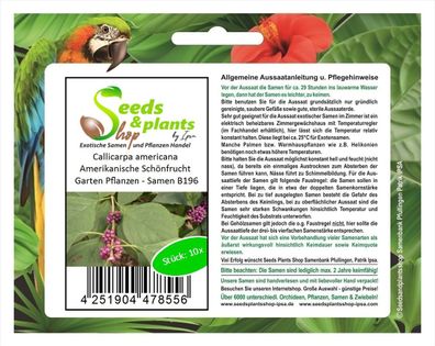 10x Callicarpa americana Amerikanische Schönfrucht Garten Pflanzen - Samen B196