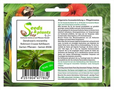 10x Dendroseris micrantha Robinson Crusoe Kohlbaum Garten Pflanzen - Samen B506