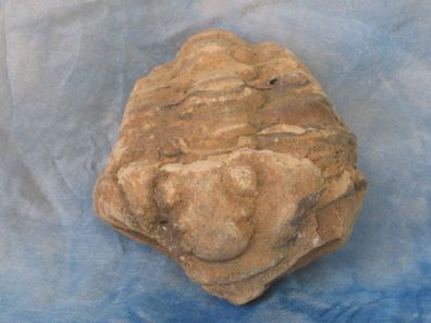 Fossilien Trilobit Versteinerungen Trilobiten