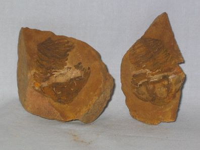 1 Paar Trilobiten Versteinerungen Fossilie