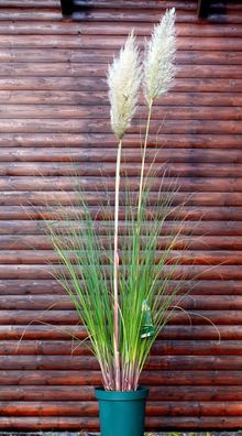 Pampasgras - Silbergras - weibliche Pflanze Cortaderia selloana im 7-Liter Topf