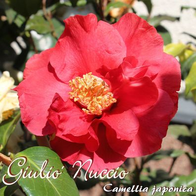 Kamelie "Giulio´ Nuccio" - Camellia japonica - 3-jährige Pflanze (269)