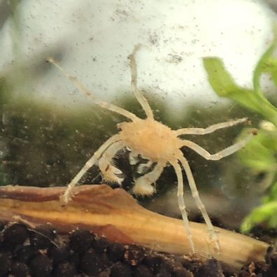 Microkrabbe - Limnopilos naiyanetri