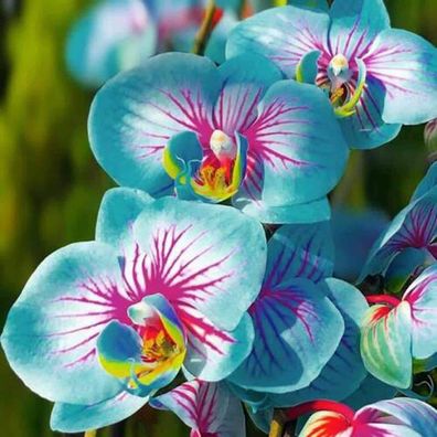 Phalaenopsis-Samen Aromatische Cymbidium-Pflanzen Mehrjährige Orchideen-Blumensä