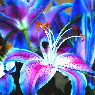 Egrow 100 Teile / paket Blaue Lilie Blumensamen Angenehmen Duft Garten Bonsai Bl