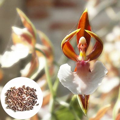 1 Beutel Orchideensamen Einfache Kultivieren Von Sehr Ornamentalen Produktiven U