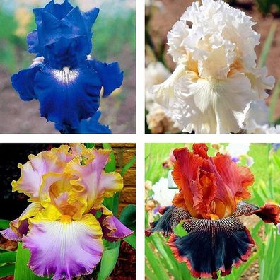 500 Samen/ Tasche Iris Samen Hoch Dekorative Schnell Wachsende Gemäßigt Klima Nic