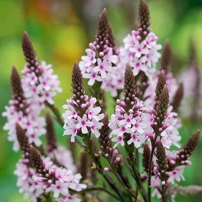 100 Teile/ Beutel Verbena-Samen Brauchen Sonnenlicht Hohe Keimungsrate Hellrosa B