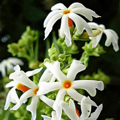50 Samen/ Tasche Südjasminssamen Weiße Blütenblätter Schönen Bonsai Mehrjähriger