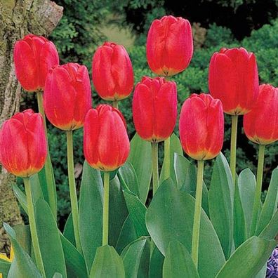 100 Teile/ Tasche Tulpe Samen Hohe Keimung Rate Ornamental Oberfläche Dekorative