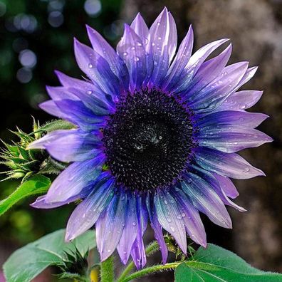 100 Teile/ Beutel Von Sonnenblumen Kernen Schöne Blumen, Spaß Zu Wachsen, Freundl