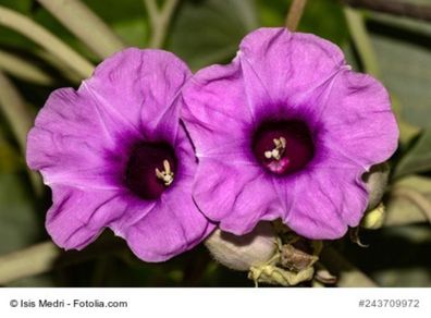 Hawaiianische Holzrose Argyreia nervosa Baby Woodrose 10 Samen