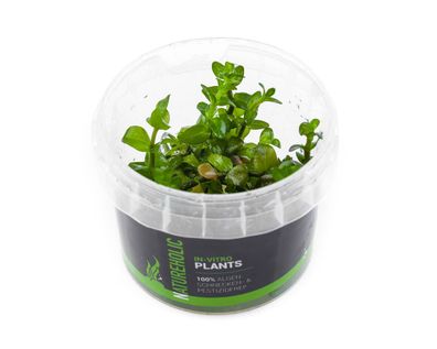 Carolina-Fettblatt / Bacopa caroliniana - NatureHolic In-Vitro Aquarium Pflanze