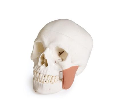 Modell Schädel, skull, Zahnmedizin, mit CMD Syndrom, 8 Teile
