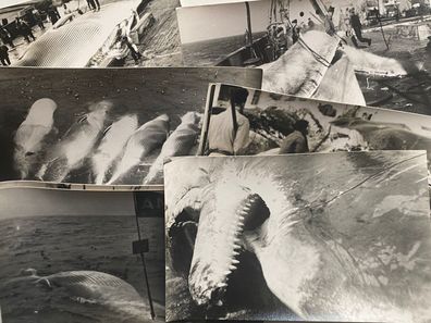Walfang ca 40er Jahre - 11 seltene, originale Fotoaufnahmen - Größe 14 x 9 cm