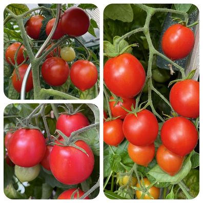 Sub Arctic Plenty rote Tomate für kühle kurze Sommer frühreifend