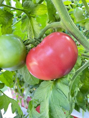 Schlesische Himbeere historische Tomate Fleischtomate Heirloom