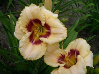 Hemerocallis ´Custard Candy´ Taglilie