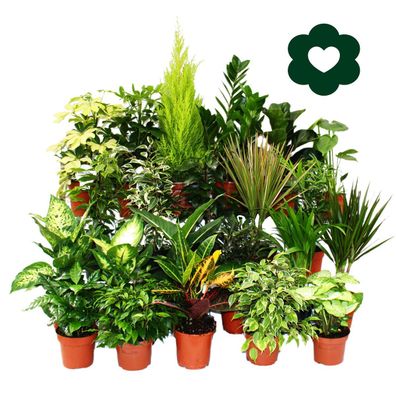 Exotenherz - pflegeleichte Zimmerpflanzen und Grünpflanzen - luftreinigend im ...