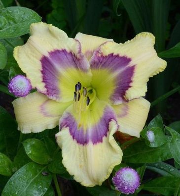 Hemerocallis ´Arnold Raeker´ Taglilie