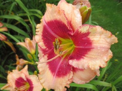 Hemerocallis ´Just Like Candy´ Taglilie