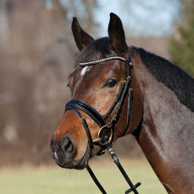 Kieffer Trensenzaum Comfort Young Profi schwarz/schwarz Ponytrense