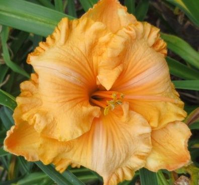 Hemerocallis ´Spacecoast Sunkist Splendor´ Taglilie