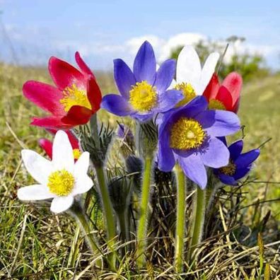 Blumensamen 100 Stück/ Beutel Pulsatilla-Samen Staude Gute Ernte Mischfarbe Einfa