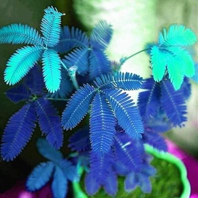 Premium Blumensamen, 1 Beutel Mimosa Pudica Seeds Natürliche Hohe Keimrate Blau