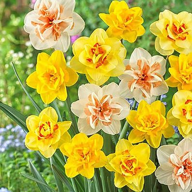 Narzissen-Samen, 100Pcs / Bag Daffodil Samen Ästhetische Multipurpose Mix Farbe