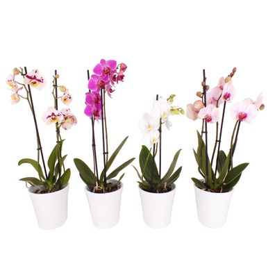 Phalaenopsis 40-50 cm 2 Triebe - Orchideen Topforchidee Schmetterlingsorchidee