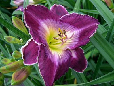 Hemerocallis ´Night Moves´ Taglilie