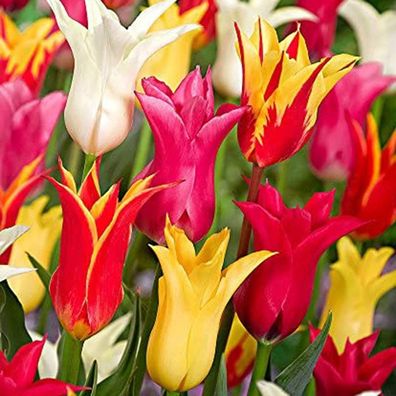 Tulip Seed, 100Pcs / Bag Tulip Samen Natürliche Produktive Tragbarer Perennial G