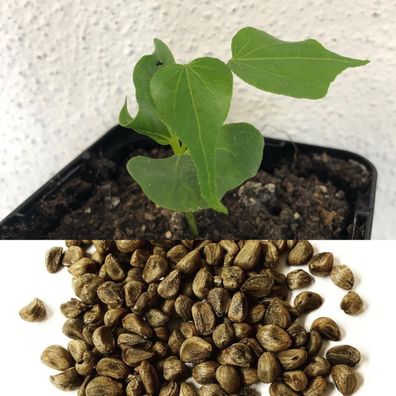 Woodrose -Ghana Strain- (Argyreia Nervosa Speciosa) 250 Samen