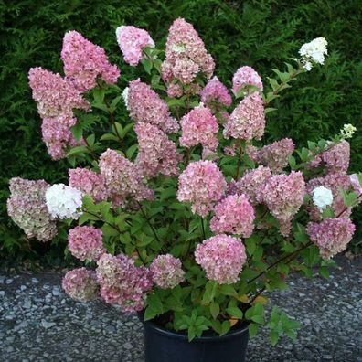 Wilde Blumensamen, 1 Beutel Hortensiensamenästhetik Leicht Zu Züchten Leichter S