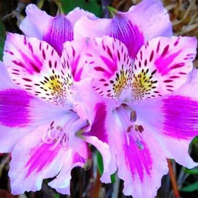 Lily Samen, Warm 250Pcs / Bag Lily Samen Bevorzugen Natur Leuchtende Farbe Lilie