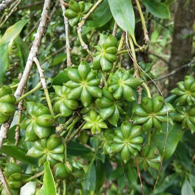 Premium Gemüsesamen, Sternanissamen Aromatischer Duft Mit Hoher Keimrate Natürli