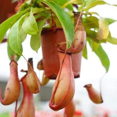 100 Stück Premium Blumensamen, Nepenthes Samen Exotische Weinrebe Pflanze Tropis