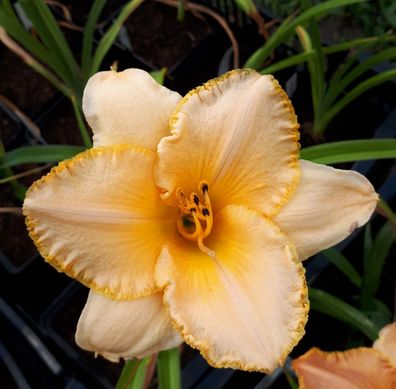 Hemerocallis ´First Knight´ Taglilie