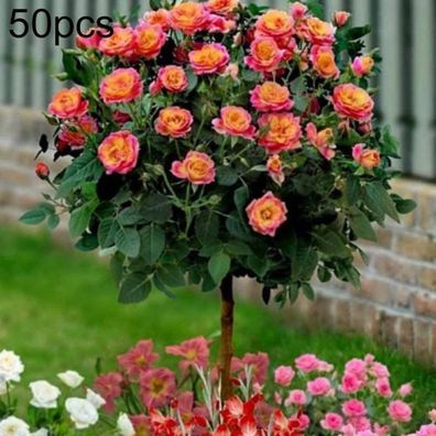 50 Stück Aromatische Rosenbaum Samen Hohe Keimrate Leicht Zu Kultivieren Blume W